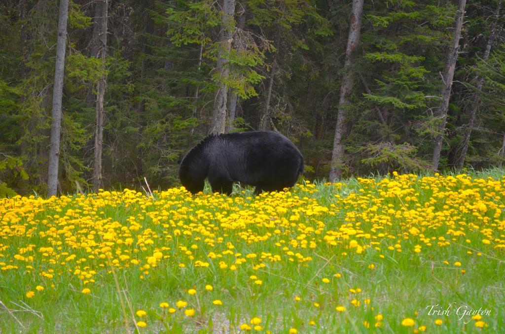Paradise Resort Club And Spa Canmore Buitenkant foto